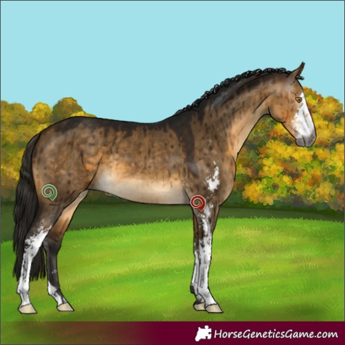Horse Color:Gray Buckskin Dun Sabino Brindle 