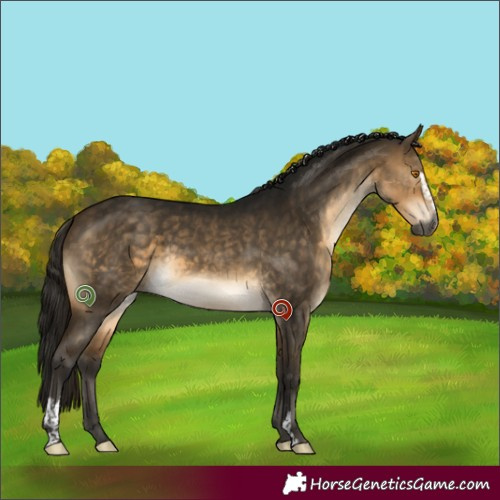 Horse Color:Gray Buckskin Dun Sabino Brindle 
