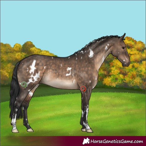 Horse Color:White Spotted Brown Dun Sabino Rabicano 