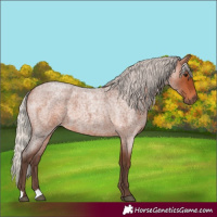 Horse Color:Silver Brown Roan 