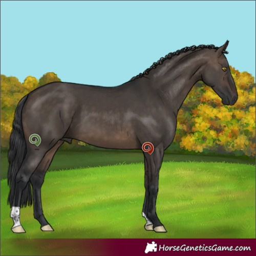 Horse Color:Brown Dun 