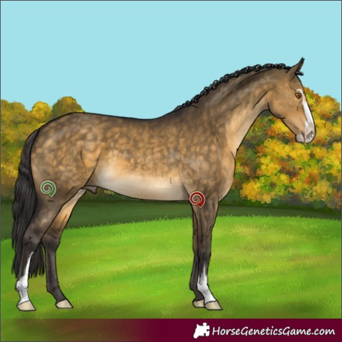 Horse Color:Buckskin Dun Sabino 