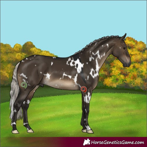 Horse Color:Gray White Spotted Silver Brown Dun 