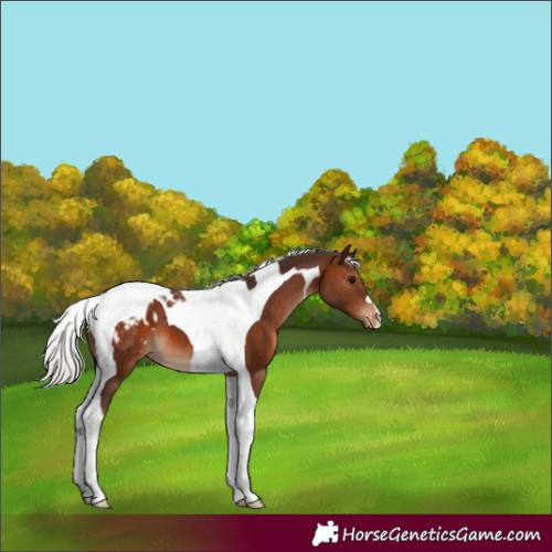 Horse Color:Silver Brown Tobiano Appaloosa 