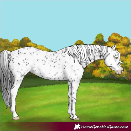 Horse Color:Black Sabino Appaloosa 