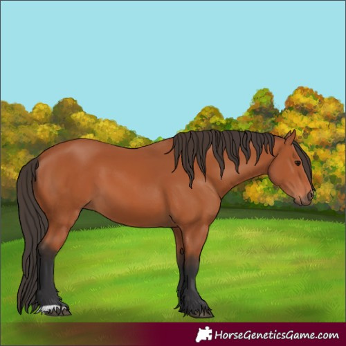 Horse Color:Bay 