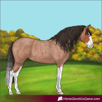 Horse Color:Bay Roan Splash
