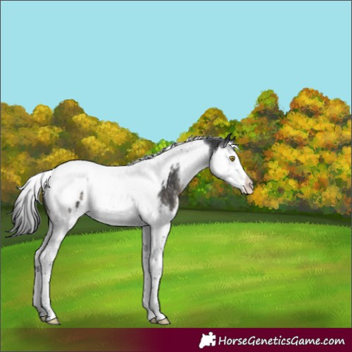 Horse Color:Brown Dun Splash Tobiano Appaloosa 