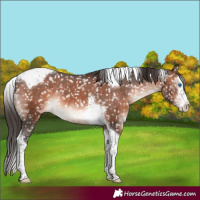 Horse Color:Brown Mushroom Splash Tobiano Snowflake Varnish