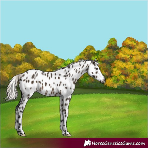 Horse Color:Gray Silver Brown Dun Appaloosa 