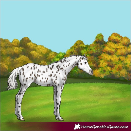 Horse Color:Gray Silver Brown Dun Appaloosa 