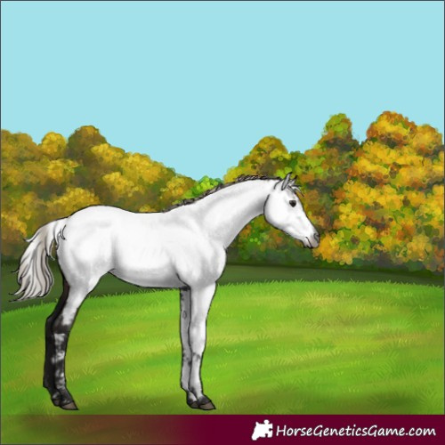 Horse Color:Gray Silver Brown Dun Appaloosa 