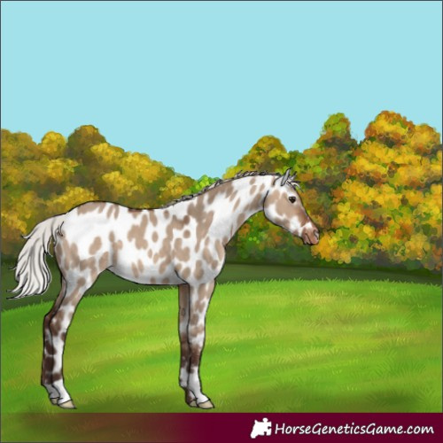 Horse Color:Silver Brown Dun Appaloosa 
