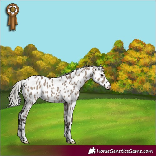 Horse Color:Silver Brown Dun Appaloosa 