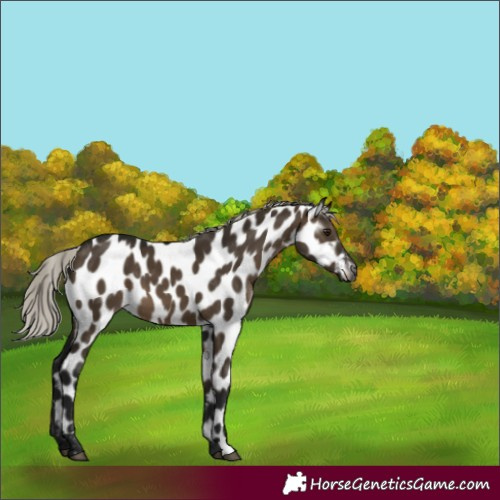 Horse Color:Gray Silver Brown Dun Appaloosa 