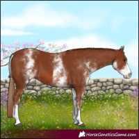 Horse Color:White Spotted Chestnut 