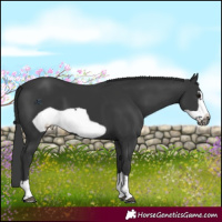 Horse Color:Black Frame 