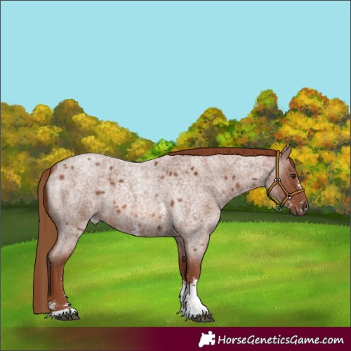 Horse Color:Red Roan Sabino 