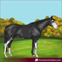 Horse Color:Black Sabino 