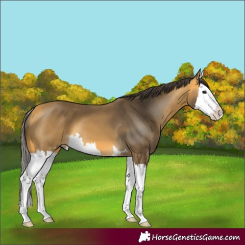 Horse Color:Buckskin Splash 