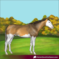 Horse Color:Buckskin Splash