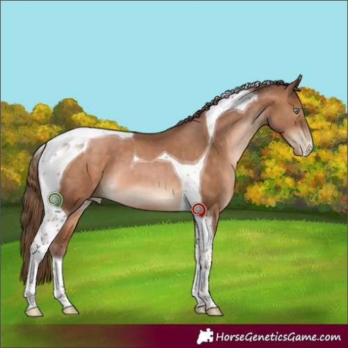 Horse Color:Brown Pearl Tobiano 