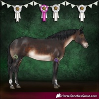 Horse Color:Brown Sabino Tobiano