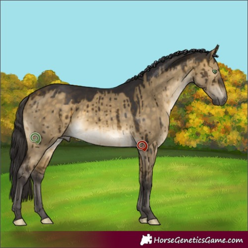 Horse Color:Buckskin Dun Sabino Brindle 