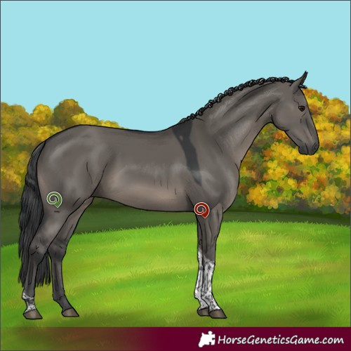 Horse Color:Grullo Sabino Tobiano 