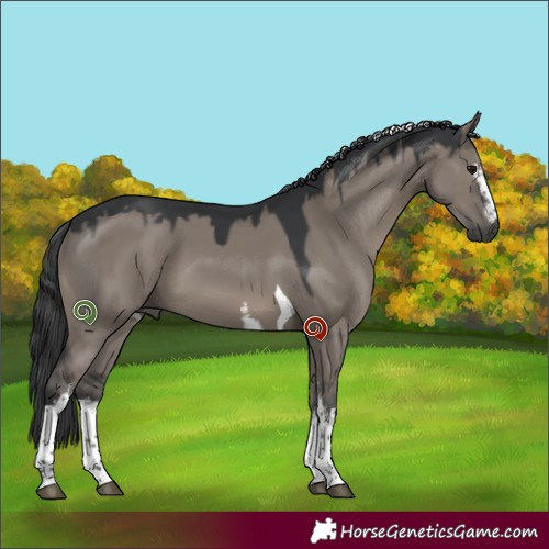 Horse Color:White Spotted Grullo Tobiano 