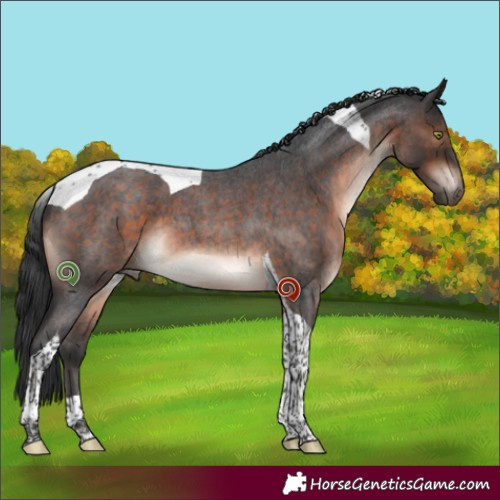 Horse Color:Brown Roan Mushroom Tobiano 