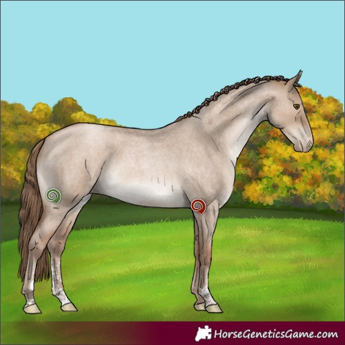 Horse Color:Grullo Roan Pearl Sabino 