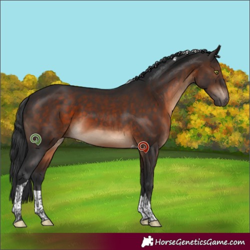 Horse Color:Brown Sabino Tobiano 