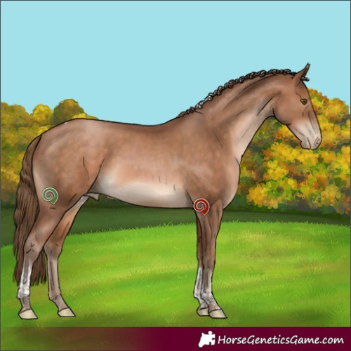 Horse Color:Brown Pearl Tobiano 