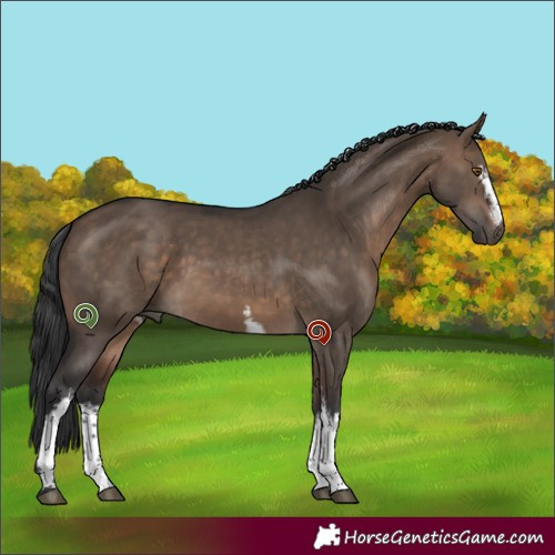 Horse Color:White Spotted Brown Dun Sabino 
