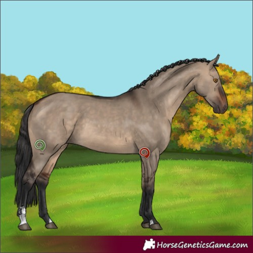 Horse Color:Brown Dun Sabino 