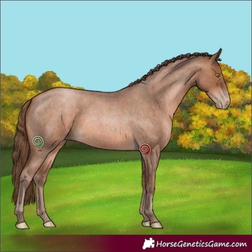 Horse Color:Brown Roan Pearl Sabino 