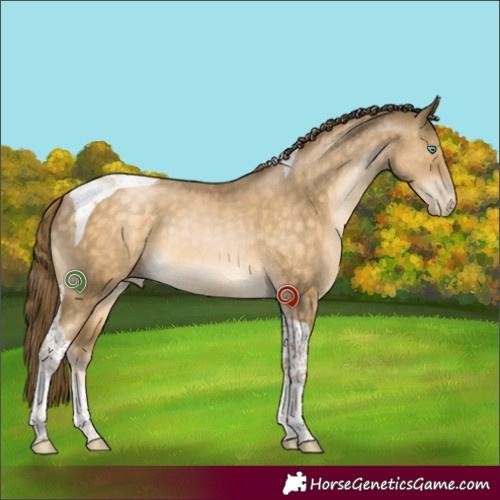 Horse Color:Buckskin Pearl Sabino Tobiano 