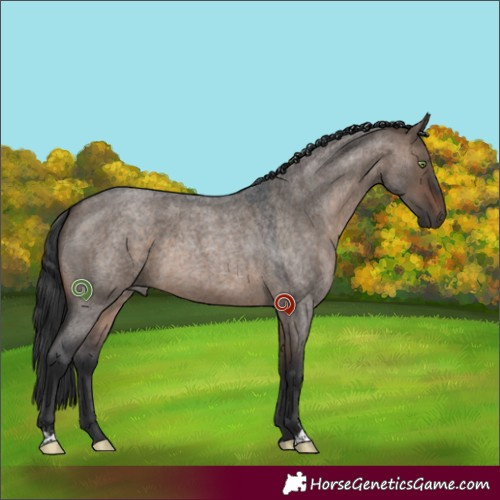 Horse Color:Brown Roan Dun Sabino 