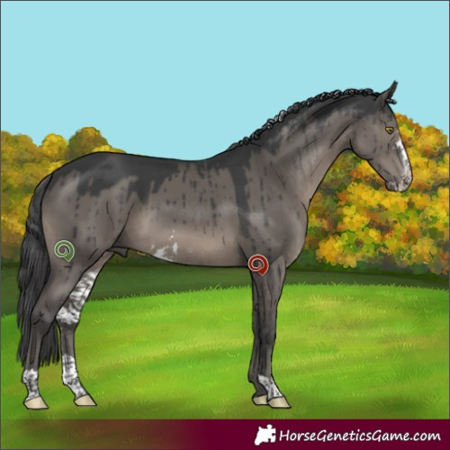 Horse Color:Grullo Sabino Brindle 