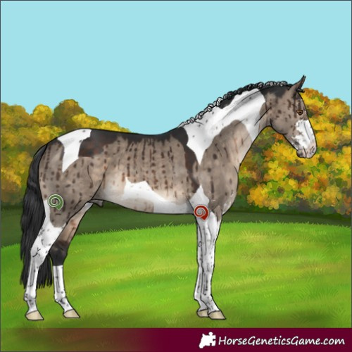 Horse Color:Brown Dun Sabino Tobiano Brindle 