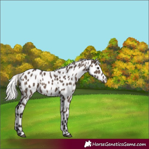 Horse Color:Silver Brown Dun Appaloosa 