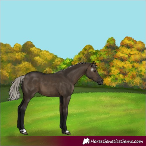 Horse Color:Gray Silver Brown Dun 