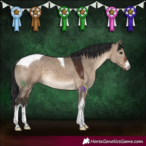 Horse Color:White Spotted Brown Dun Tobiano