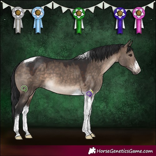 Horse Color:White Spotted Brown Dun Tobiano 