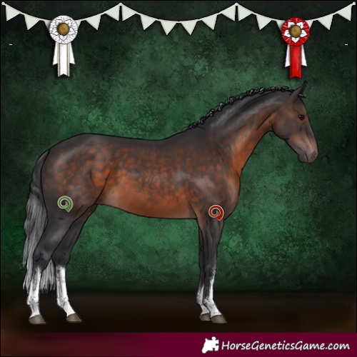 Horse Color:White Spotted Brown 