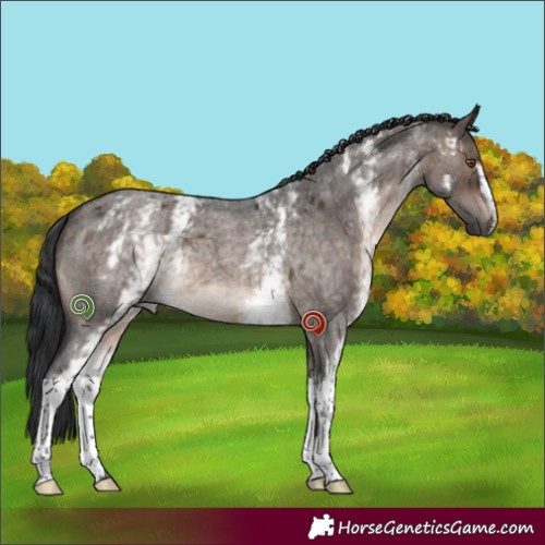 Horse Color:White Spotted Brown Roan Dun Mushroom Brindle 