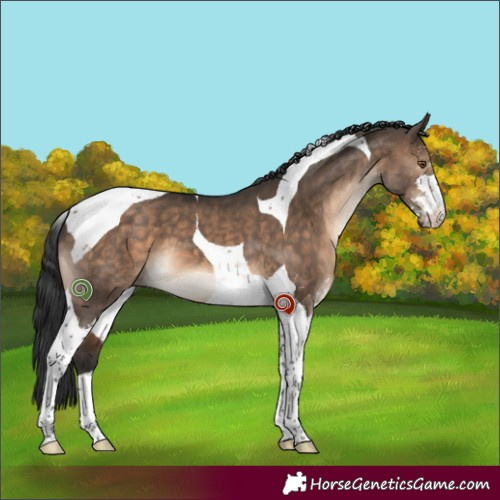 Horse Color:Brown Dun Sabino Tobiano 
