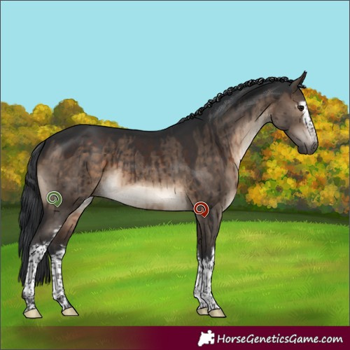 Horse Color:White Spotted Brown Dun Brindle 