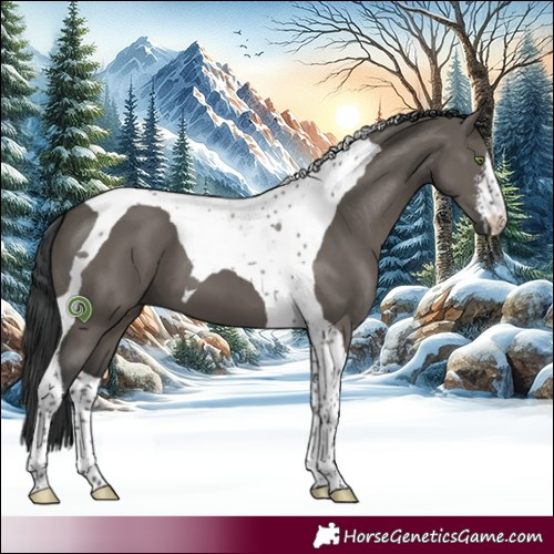 Horse Color:White Spotted Grullo Tobiano